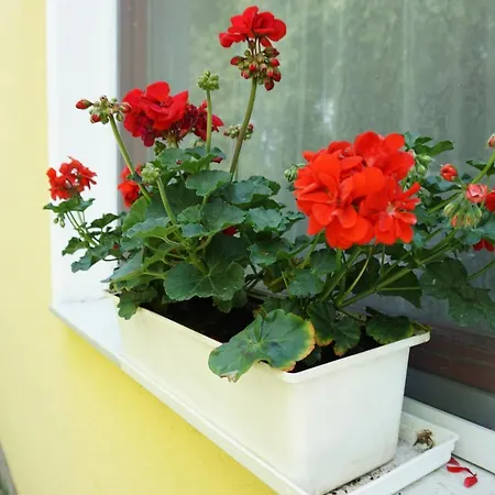 Alexandra Vendeghaz Siófok